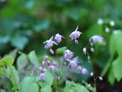 Epimedium_youngianum_Roseum.jpg