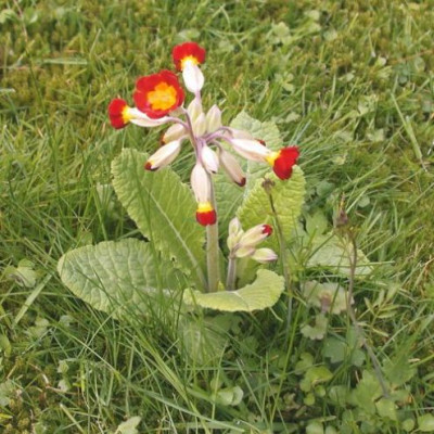 Primel_rot003.jpg