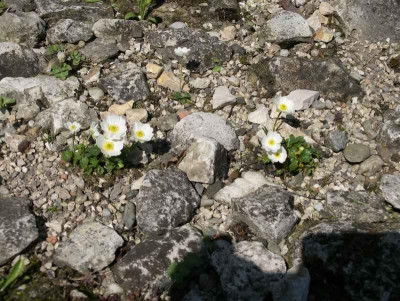 comp_Ranunculus_alpestris_21.04.11.jpg