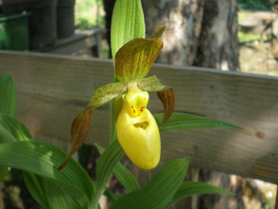 Cypripedium_Pueblo_oder_pubescens_2011ea.jpg