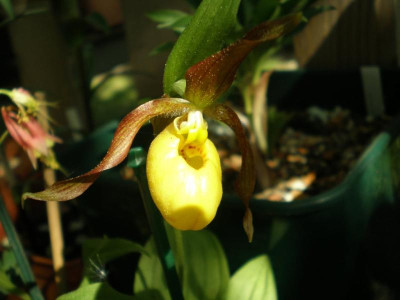 Cypripedium_parviflorum_2011ea.jpg