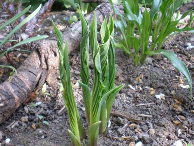 Hosta_Praying_Hands_2011ea.jpg