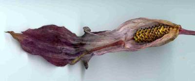 A_nep_verblueht002.jpg