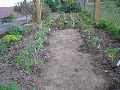 tomaten240411.jpg