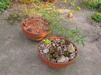 Schale_800x600.jpg
