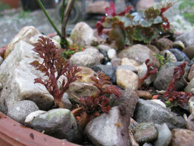 Ausschnitt_Astilbe_800x600.jpg