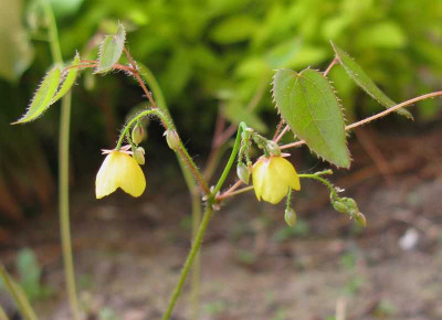 Epimedium_campanulatum_800x600.jpg