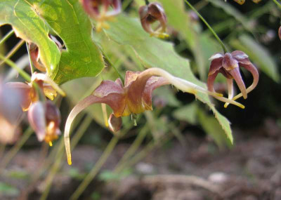 Epimedium_x_omeiense_Akana_800x600.jpg