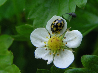 Erdbeere-April-1.jpg