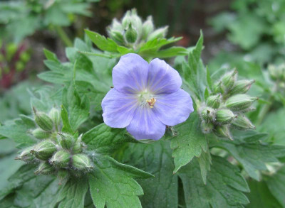 Geranium_erianthum_2011.jpg