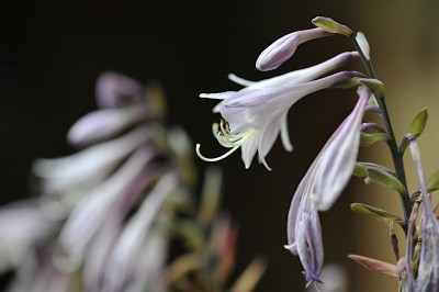 Hosta_fortunei.jpg