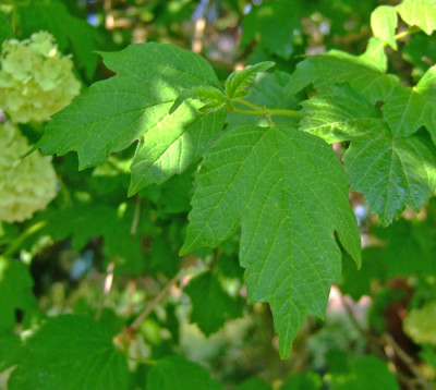 Blatt-Viburnum.jpg