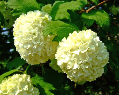 Blute-Viburnum.jpg