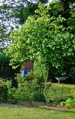 Habitus-Viburnum.jpg