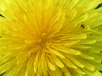 Taraxacum_-April-3.jpg