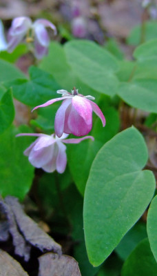 Epimedium-Sasakii.jpg