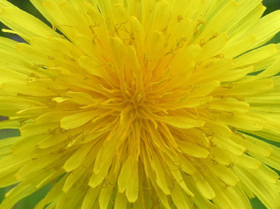 Taraxacum_-April-4.jpg