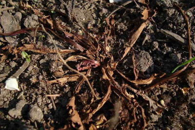 taraxacum_pseudoroseum_20110422.jpg