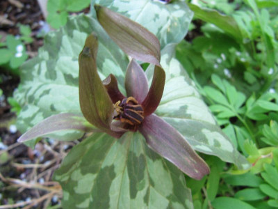 Trillium_110422.jpg