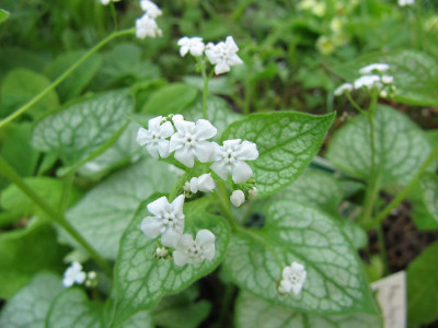 Brunnera_Mrs_Morse_110422.jpg