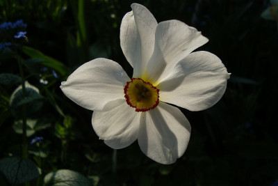 narcissus_zg.jpg