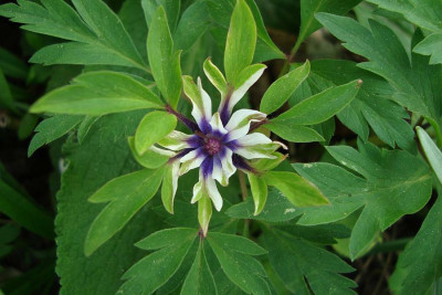 anemonenblau1_zg.jpg