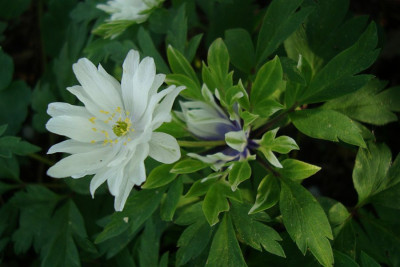 anemonenblau2_zg.jpg