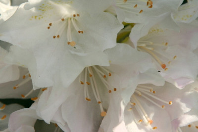 Rhodo-April-5.jpg