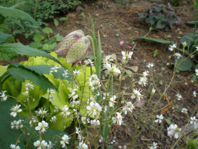 Fritillaria_Saxifraga_2011ea.jpg