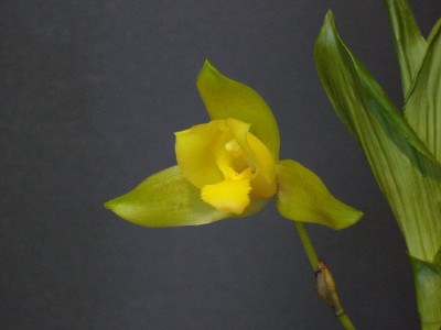 Lycaste_Groganii_1_900x900_80KB.jpg