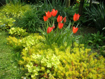 Tulipa_Sedum_Heuchera_2011ea.jpg