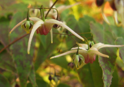 Epimedium_Domino_2011_800x600.jpg