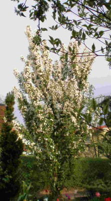 Malus_Adirondack_2011ea.jpg