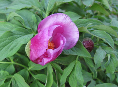 Paeonia_mollis_1_2011_800x600.jpg