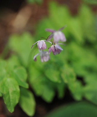 Epimedium_x_sasakii_.jpg