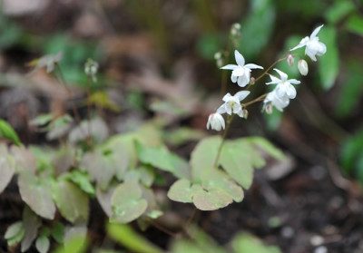 Epimedium_x_youngianum_Niveum_.jpg