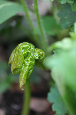 Diphylleia_cymosa.jpg
