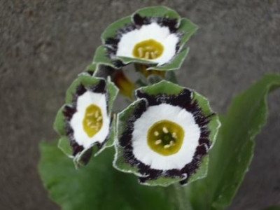 Beechen_Green.JPG