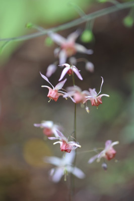 Epimedium_Pink_Elf.jpg