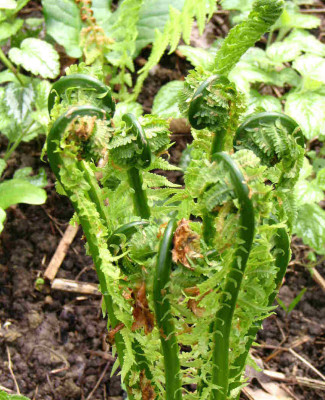 Matteuccia_struthiopteris.jpg