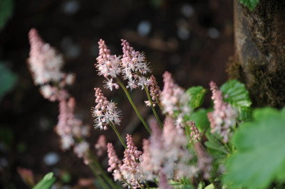 Tiarella_cordifolia.jpg