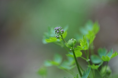 Thalictrum_aquilegifolium.jpg