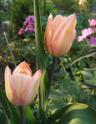 rosa_Tulpe.JPG