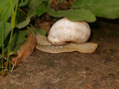 schneckchen2.jpg