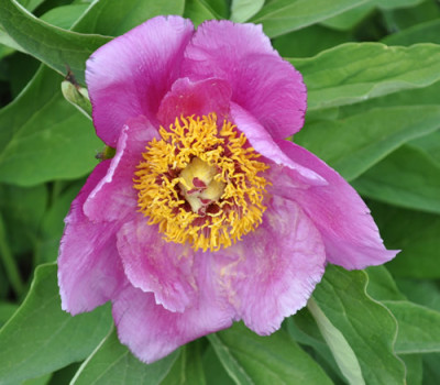 Paeonia_mollis2_0011__1823.jpg