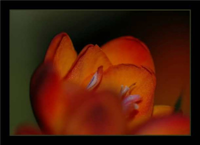 Freesien_rot_4_26-04-05.jpg