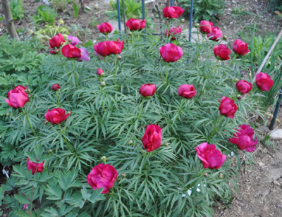 Paeonia_x_smouthii_0011__1997.jpg
