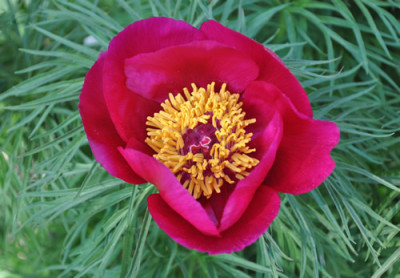 Paeonia_x_smouthii2_0011__1831.jpg