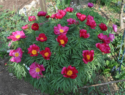 Paeonia_x_smouthii3_0011__2019.jpg