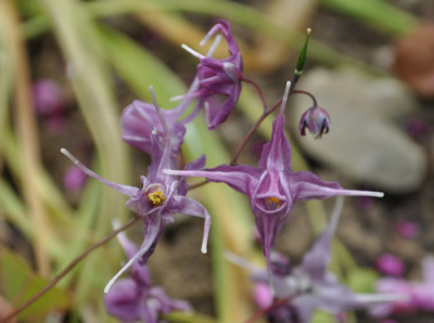 Epimedium_grandiflorum_Lilafee_0011__1979.jpg